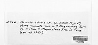 Puccinia caricina image